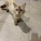 قط للتبني مستعجل