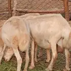 ضان قرايب مراح واحد