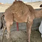 حشو مفاريد على حليب اعمار 10 شهور