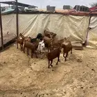 تيوس للبيع
