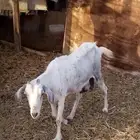 للبيع عنز