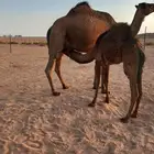 عشره للبيع تحتها بكرة