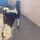 عنز ضروبه دهما فاخرة شرط مضرع