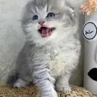 سكوتش فولد كيتنز سكوتش ستريت فولد قطط قط قطوه