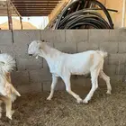 تيس ذبيحة طييب ( المزاحمية