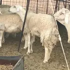 حريات صنف الصنف