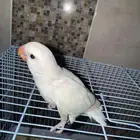 فروخ روز ( البينو - اوبلاين )