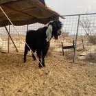 تيس عارضي فحل شرط يضرب واغلب انتاجه توام العمر قارح