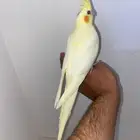 كروان لاتينو اليف