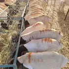 حلال مستورد جمله وتفريد
