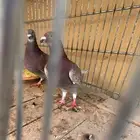 زاجل سباق احمر