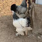 صوص براهما تب التوب