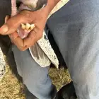 معزا مواليد اشباب عوارض