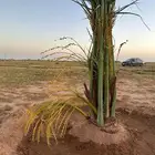 فسائل نخل للبيع جميع الأنواع