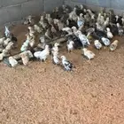صوص دجاج بلدي