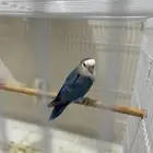 للبيع روز اليف