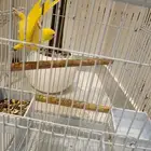 دره البينو ذكر