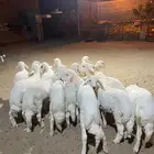 14خروف مشروطه