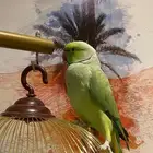 ببغاء للبيع دره هندي