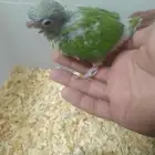 فروخ كنيور