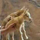 الزلفي
