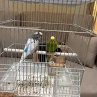 عصافير باجي للبيع