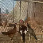 دجاج باكستاني