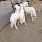 بهم طليان