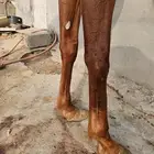 فرس شعبيه شيخه السوم 4500 البيع قريب تواصل وتساب