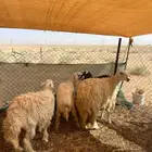حريات حيل و دافع تم البيع