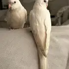 كروان البينو الليف