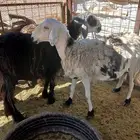 نعاج حيل