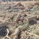 نشتري اي اخشاب مرابيع وأثل وصناديق مكاين وتنضيف مزارع