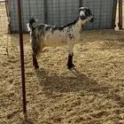 عنز مشروكه مرخا دافع
