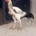 ديوك فارسي