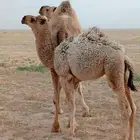 حوار لباني