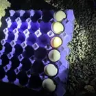 بيض دجاج شامو ياباني مخصب