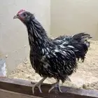 ديك الاوربينقتون orpington