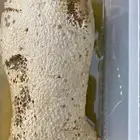 عسل جبلي