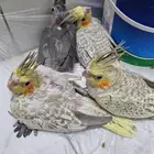 عصافير كروان