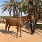 حصان انقليزي حصي