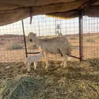 للبيع الشاه الوالد