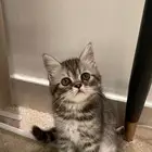 قطة للبيع عمر4 شهور