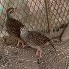 صفرد - تيتر - حجل باكستاني- تتر