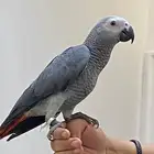 فرخ كاسكو للبيع