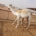 ارجو قراءة الإعلان جيدا  2بكار وقعود