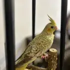 كروان ايزابيل