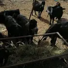 معزا