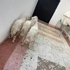 السلام عليكم خرفان اعياد العمر سبعه شهور والسوم وصل 1750