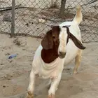 تيس بورقت